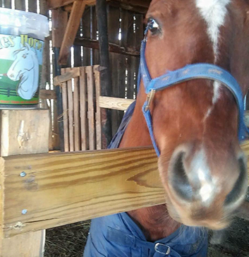 Kristen Cody's Dedication to Dimples Horse Treats Shines Through.