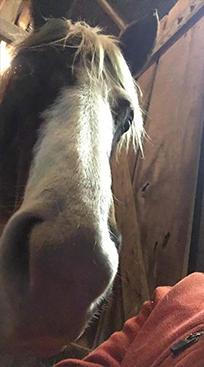 Dimples Horse Treats: Tina Desjourdy-Drake