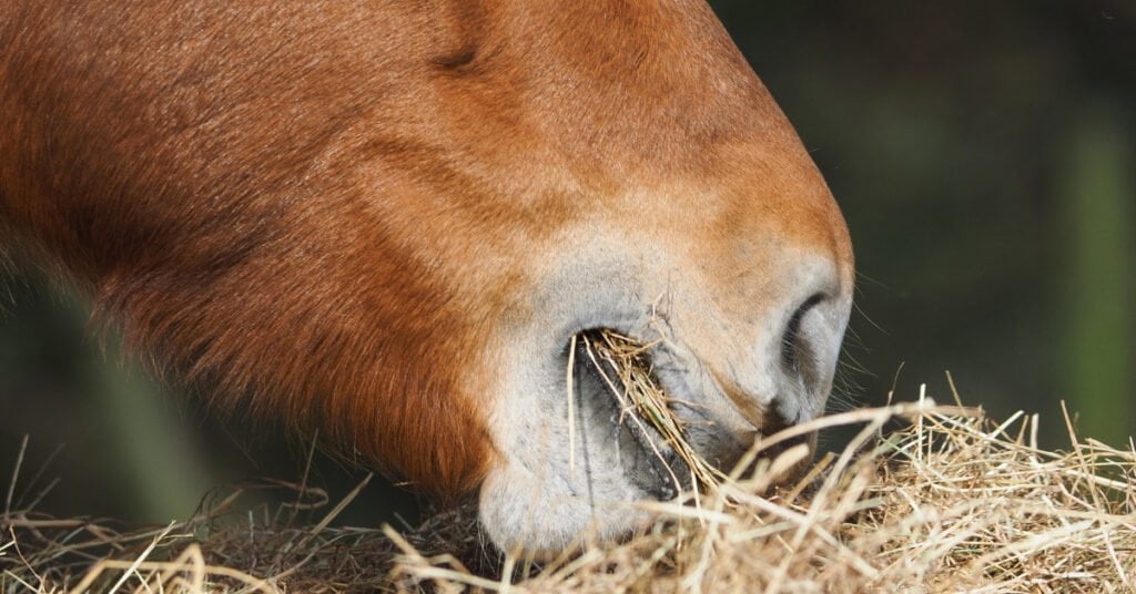 Equine Nutrition 101 - Dimples Horse Treats