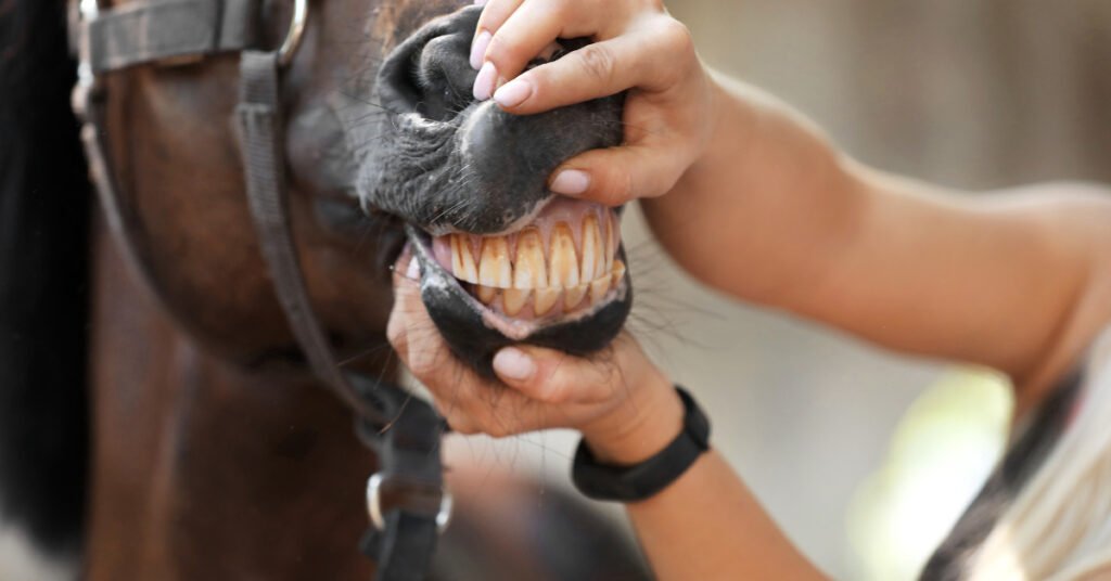 Senior Horses' Dental Health with Specialized Treats