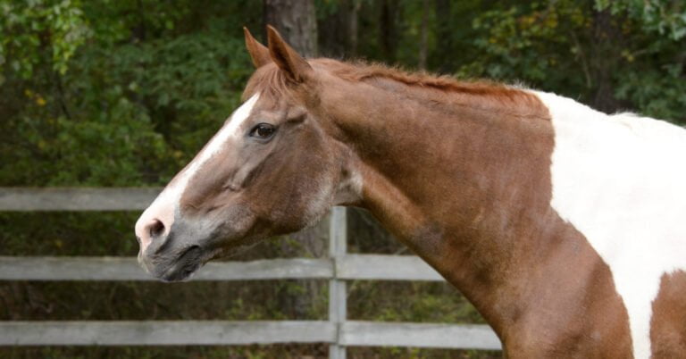 Exploring Cushing's syndrome in horses and its vital implications for equine health and care