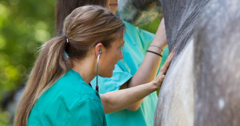 How to Know When to Call the Veterinarian for Your Horse