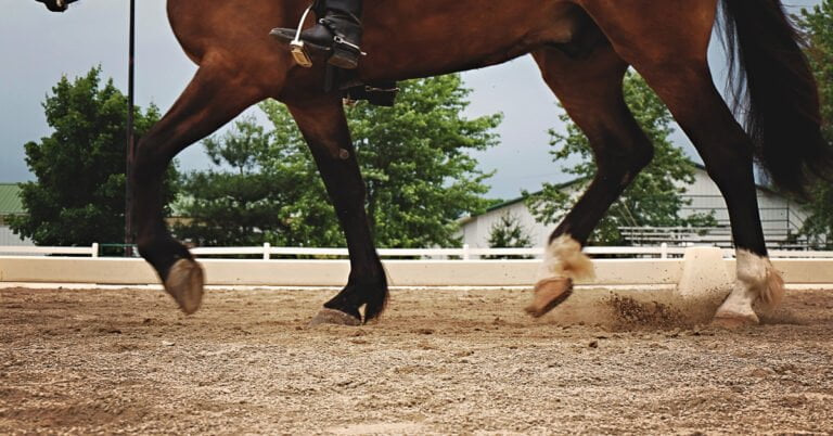 Arthritis Diagnosis & Treatment in Horses