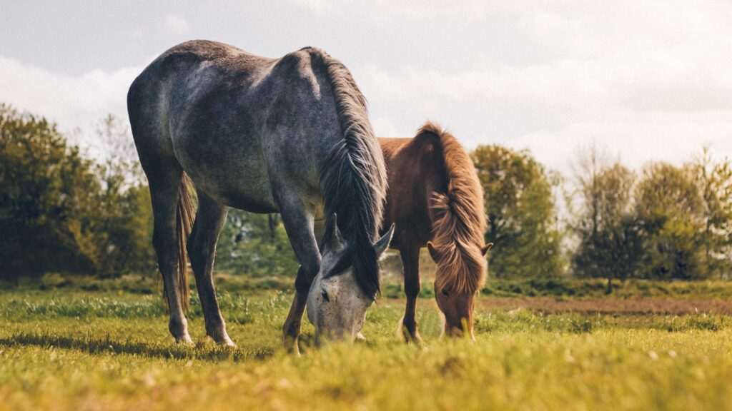 Keeping Your Senior Horse Healthy