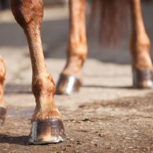 The health of your horse’s joints is vital to living a long and enjoyable life. Preventative care is critical in maintaining joint health in horses, especially as they age and become more prone to arthritis and joint injuries.