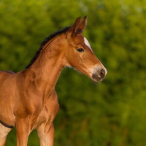 How to Know When to Call the Veterinarian for Your Horse