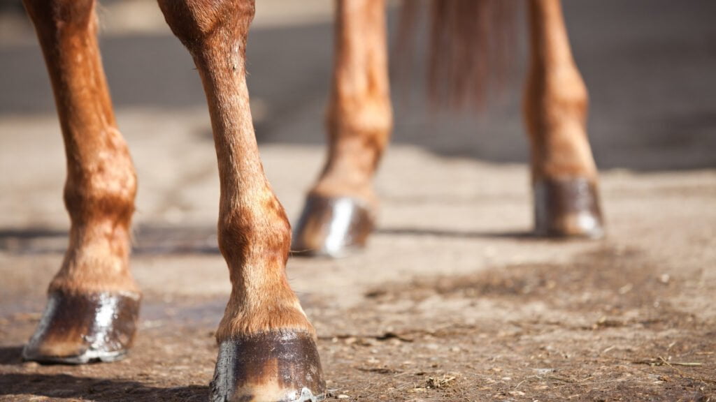 Joint Health and Pain Management in Horses