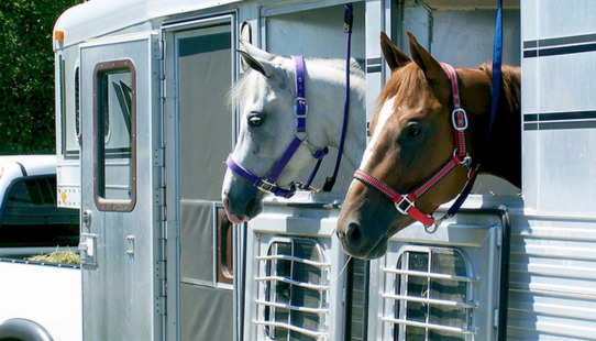 Traveling With Your Horse